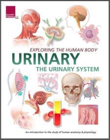 Exploring the Human Body: Urinary System
